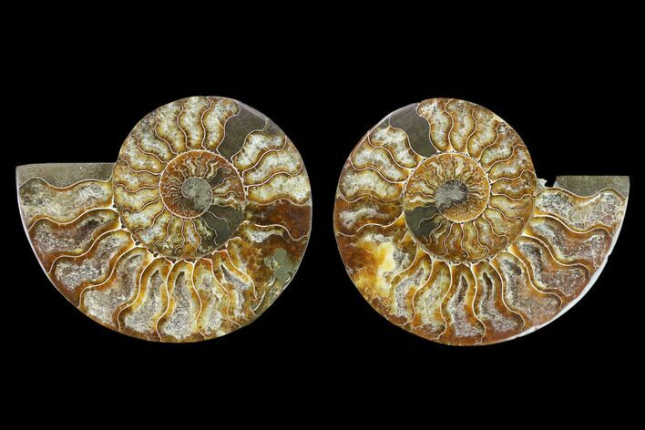 Agatized Ammonite Fossil - Beautiful Preservation #130002